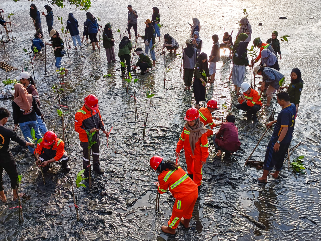 Huayou Cobalt's Mangrove Conservation in Indonesia: ESG Practices and a Path to Ecological Synergy-News Releases-Huayou New Energy Technology (Quzhou) Co., Ltd.