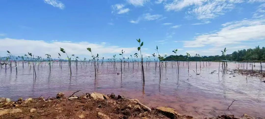 Huayou Cobalt's Mangrove Conservation in Indonesia: ESG Practices and a Path to Ecological Synergy-News Releases-Huayou New Energy Technology (Quzhou) Co., Ltd.